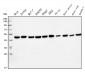 Anti-EIF4A1 Antibody Picoband™ (monoclonal, 11B8)